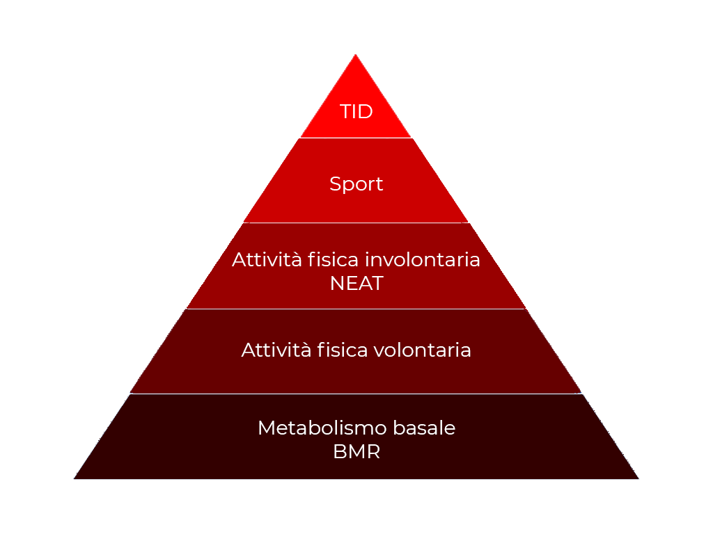 Metabolismo 01