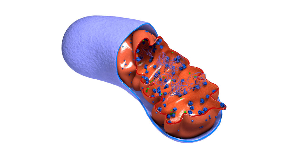 Mitocondrio