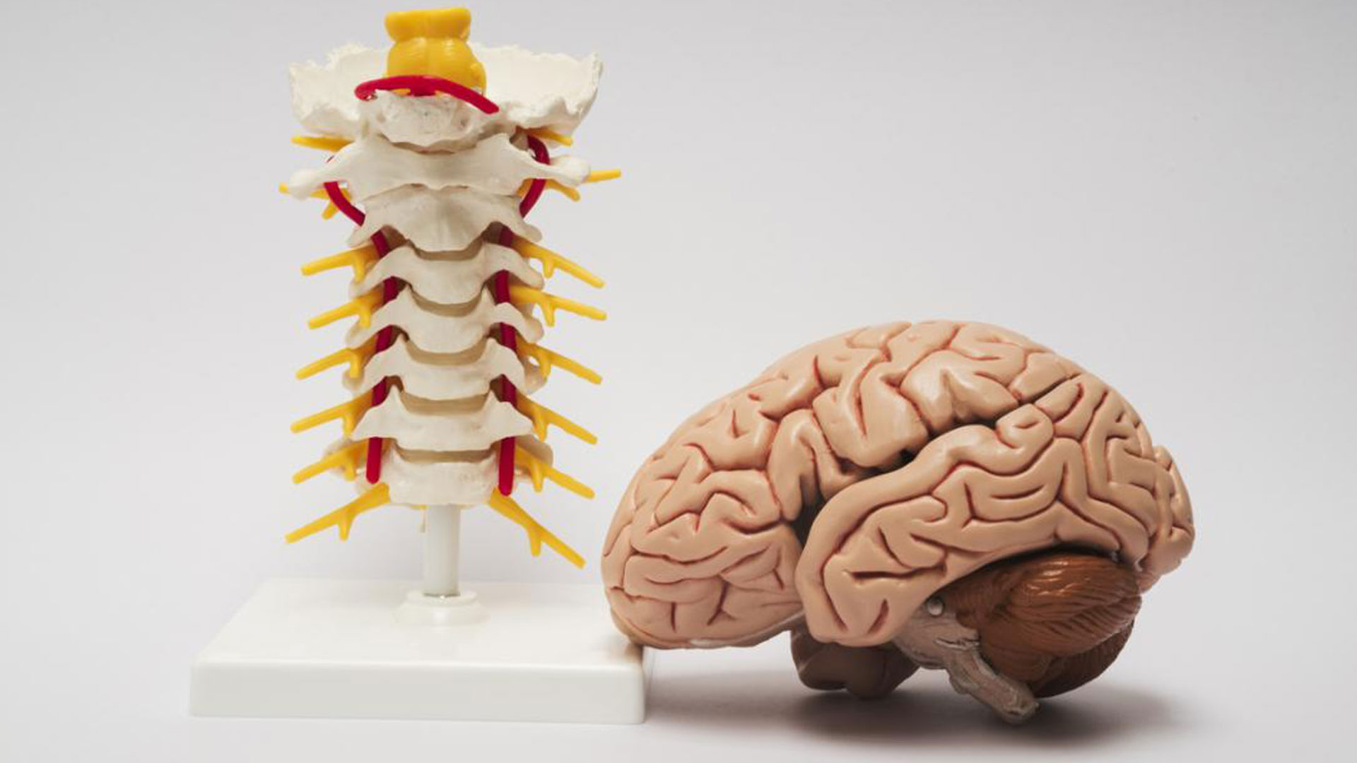 Spinal brain. Мозг и позвоночник. Муляж мозга. Центральная нервная система. Макет мозга.