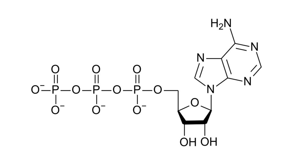 Adenosina Trifosfato