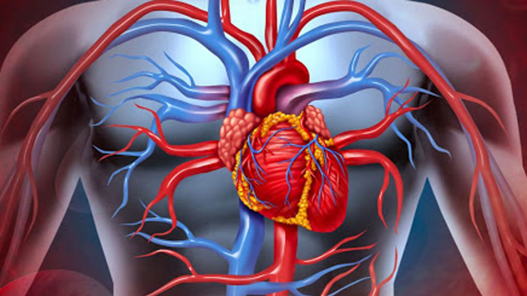 Sistema cardiovascolare