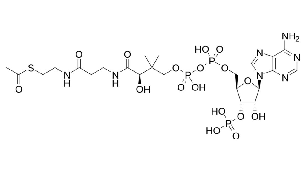 Acetil-coenzima A
