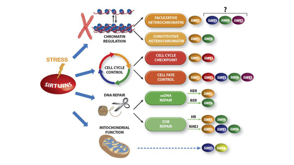 Sirtuine