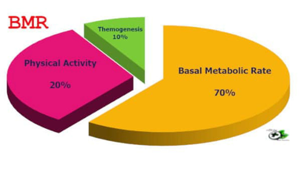 Metabolismo basale
